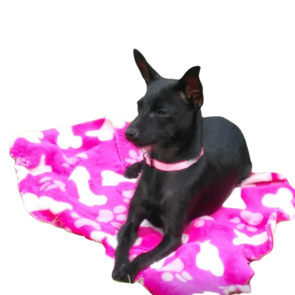Kuky Mascotas